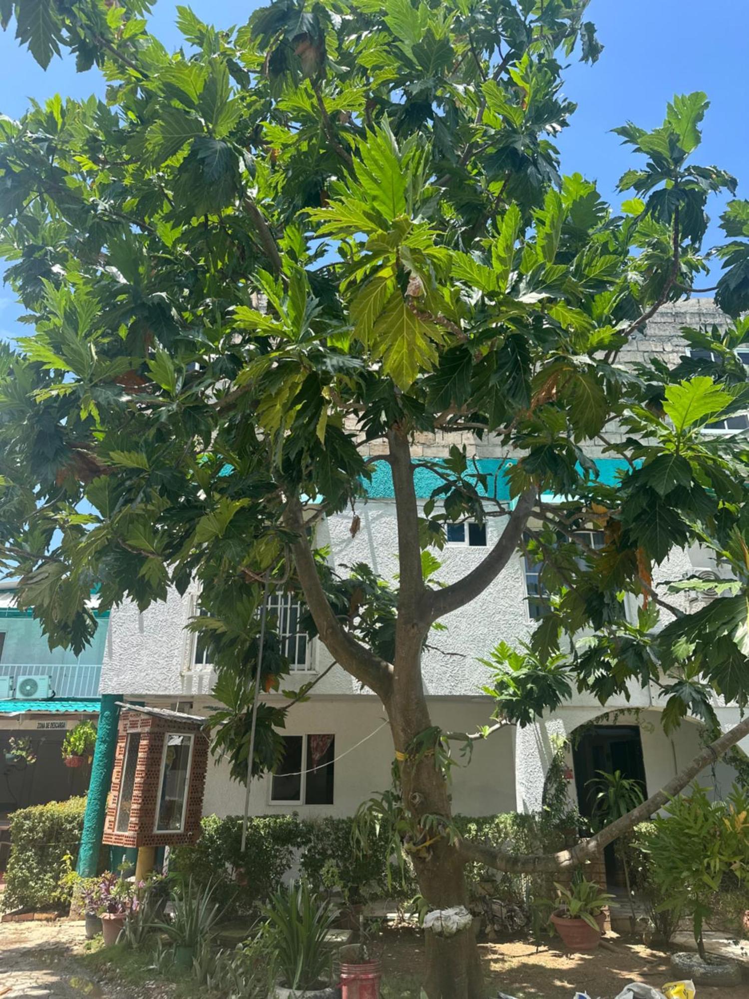 Hosteria Cattleya San Andrés Eksteriør bilde